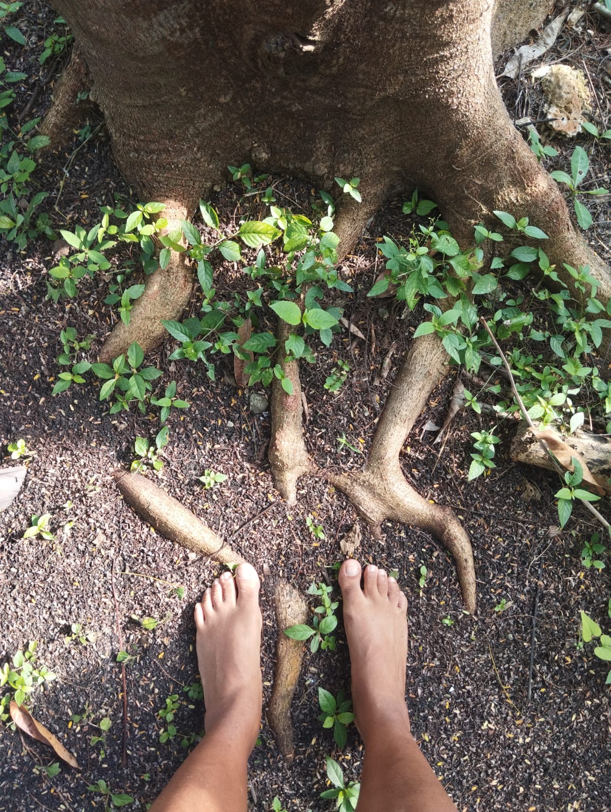 Pies descalzos sobre las raíces de un árbol, símbolo de arraigo y conexión con la tierra